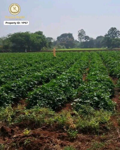 15 Gunta Agriculture Land for Sale in Belgundi, Near Ring Road-1